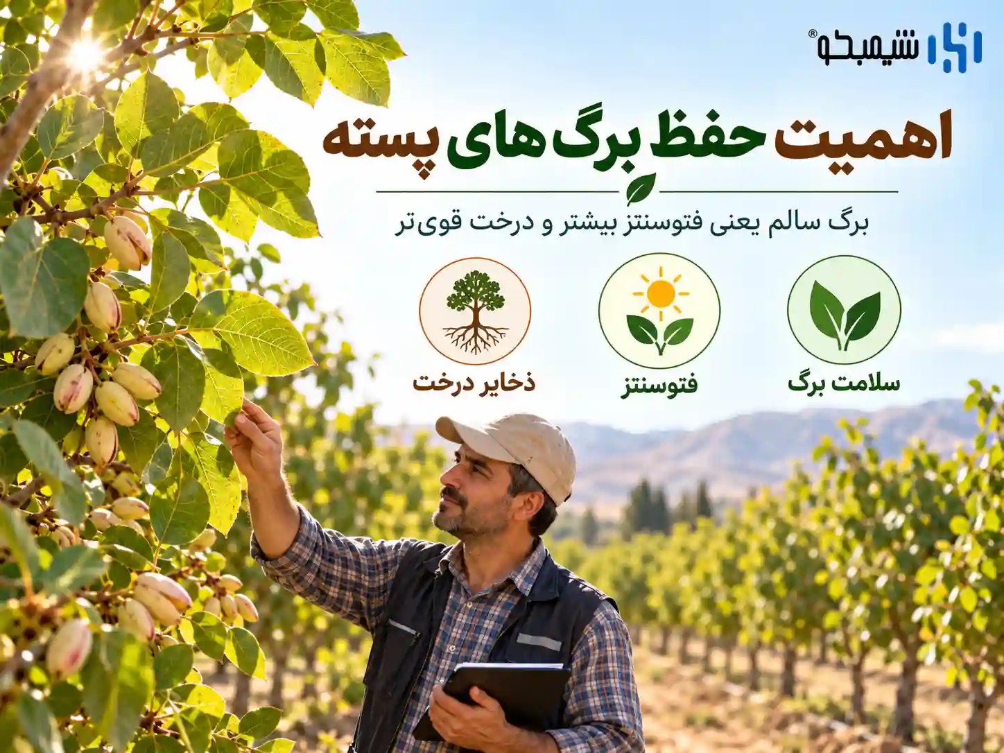 چرا حفظ برگ های پسته بعد از برداشت اهمیت دارد؟