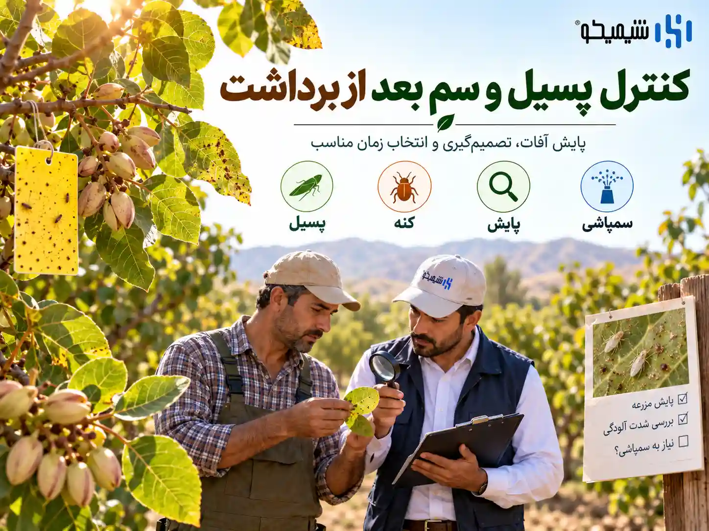 کنترل پسیل پسته بعد از برداشت؛ آیا هنوز لازم است؟