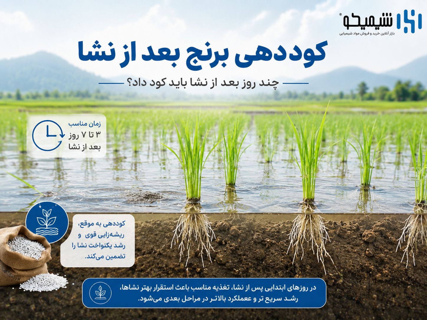 کوددهی برنج بعد از نشا؛ چند روز بعد از نشا برنج باید کود داد؟