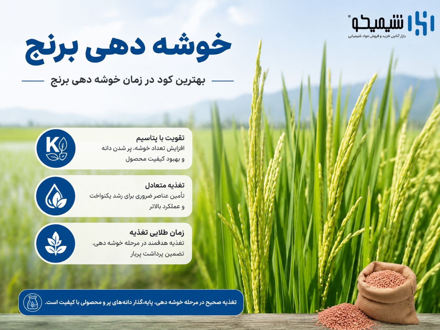 کوددهی برنج در زمان خوشه دهی؛ بهترین کود در زمان خوشه دهی برنج چیست؟