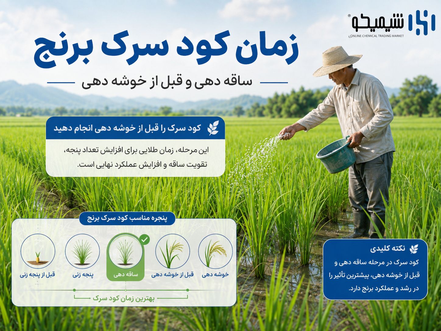کوددهی برنج در ساقه دهی و قبل از خوشه دهی؛ زمان کود سرک برنج