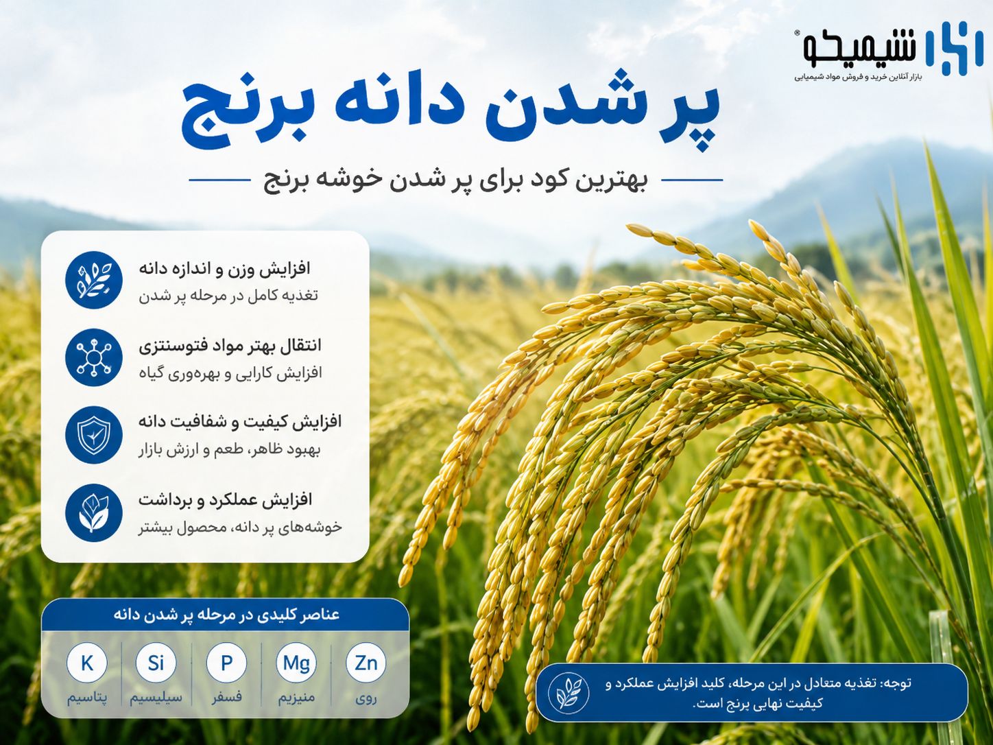 کوددهی برنج در مرحله پر شدن دانه؛ بهترین کود برای پر شدن خوشه برنج