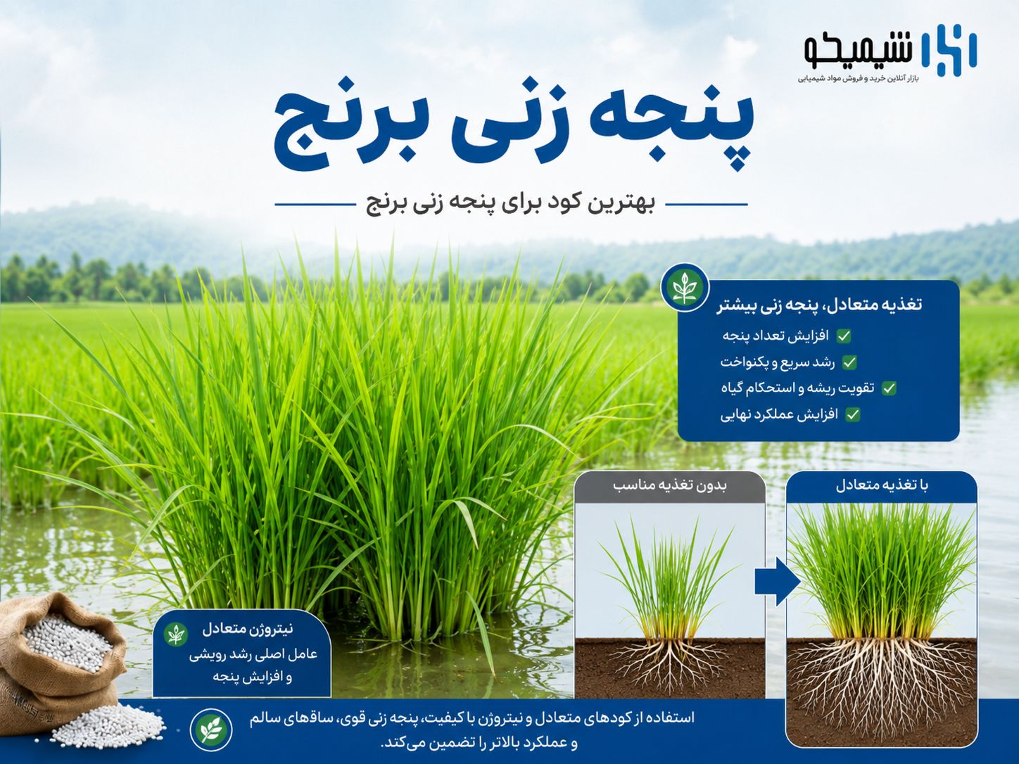 کوددهی برنج در مرحله پنجه زنی؛ بهترین کود برای پنجه زنی برنج چیست؟