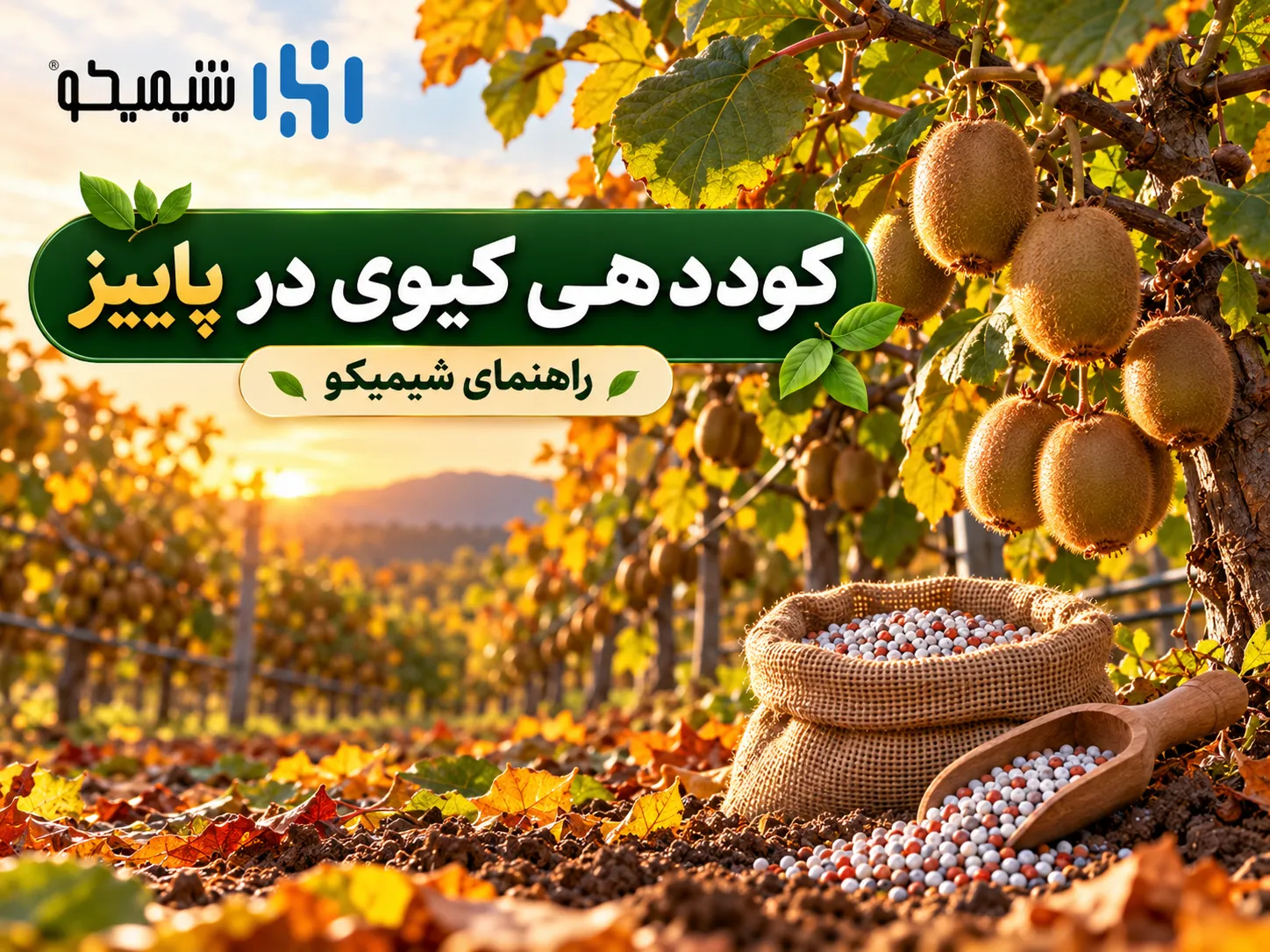 کوددهی کیوی در پاییز