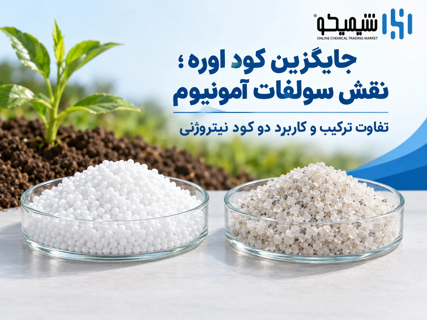 جایگزین کود اوره در زمان محدودیت عرضه؛ سولفات آمونیوم چه نقشی دارد؟