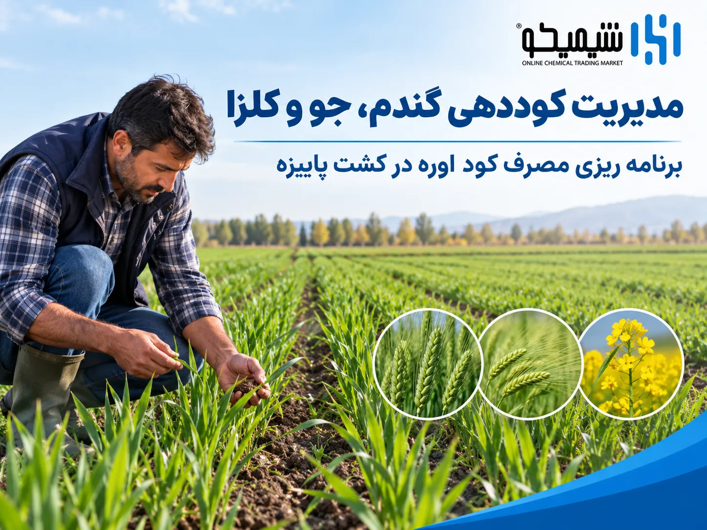 مدیریت کوددهی گندم، جو و کلزا در صورت کمبود کود اوره