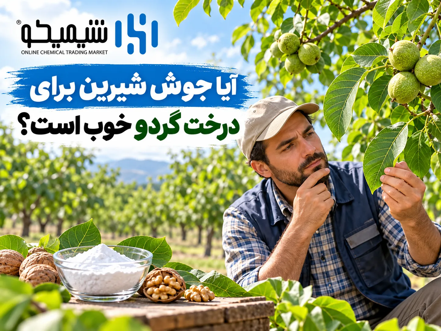 آیا جوش شیرین برای درخت گردو خوب است؟