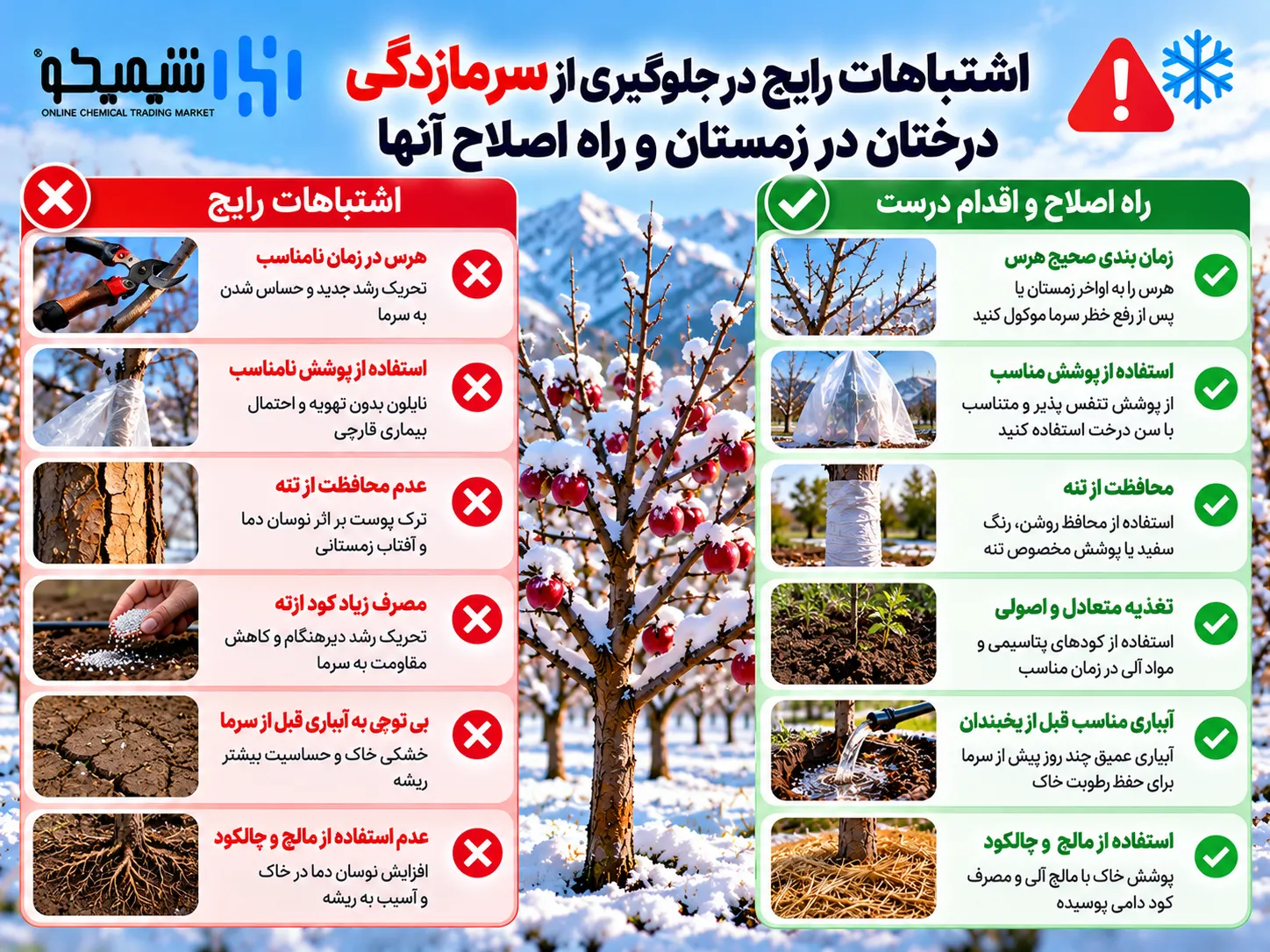 اشتباهات رایج جلوگیری از سرمازدگی درختان در زمستان و راه اصلاح آنها