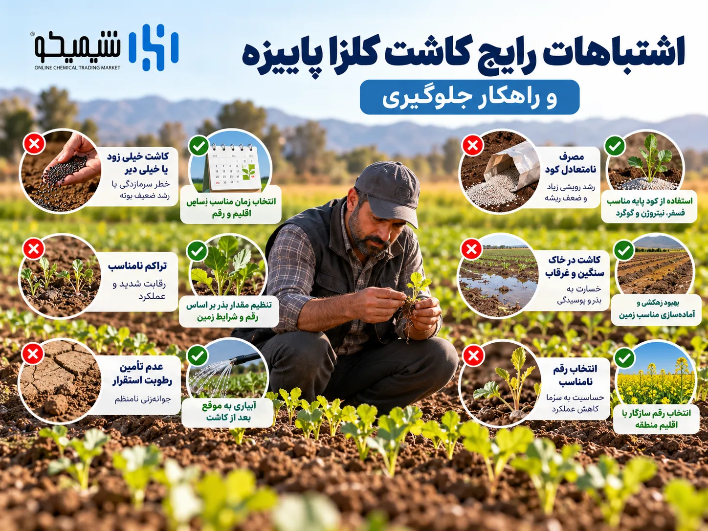 اشتباهات رایج کاشت کلزا پاییزه و راهکار جلوگیری