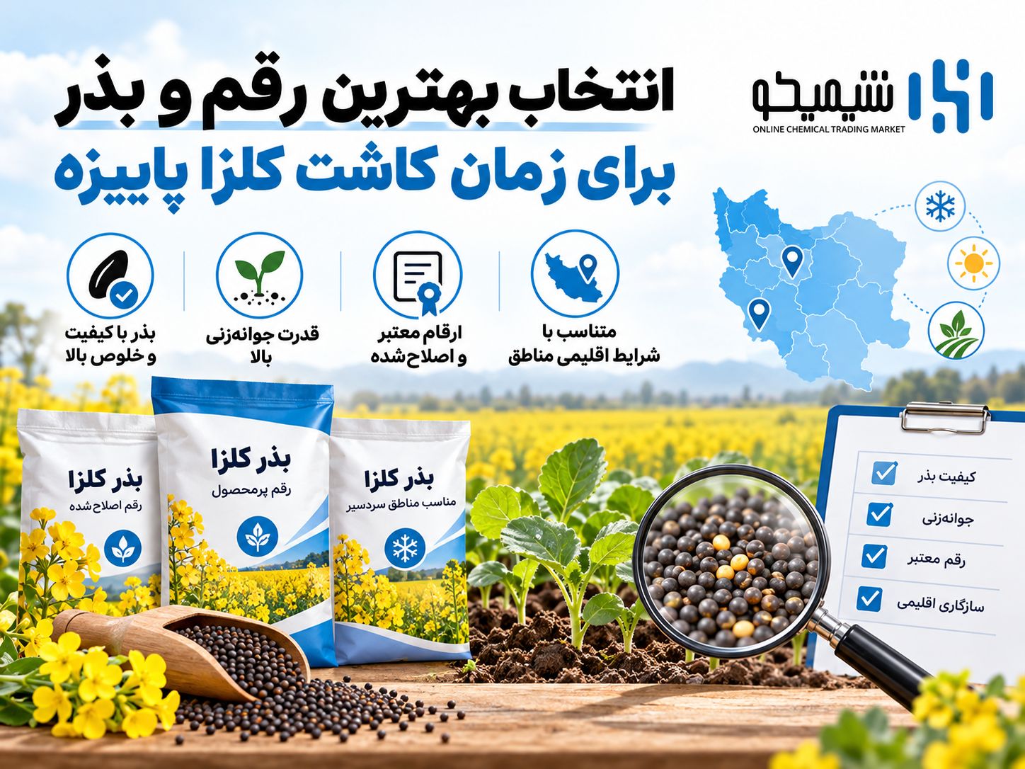 انتخاب بهترین رقم و بذر برای زمان کاشت کلزا پاییزه