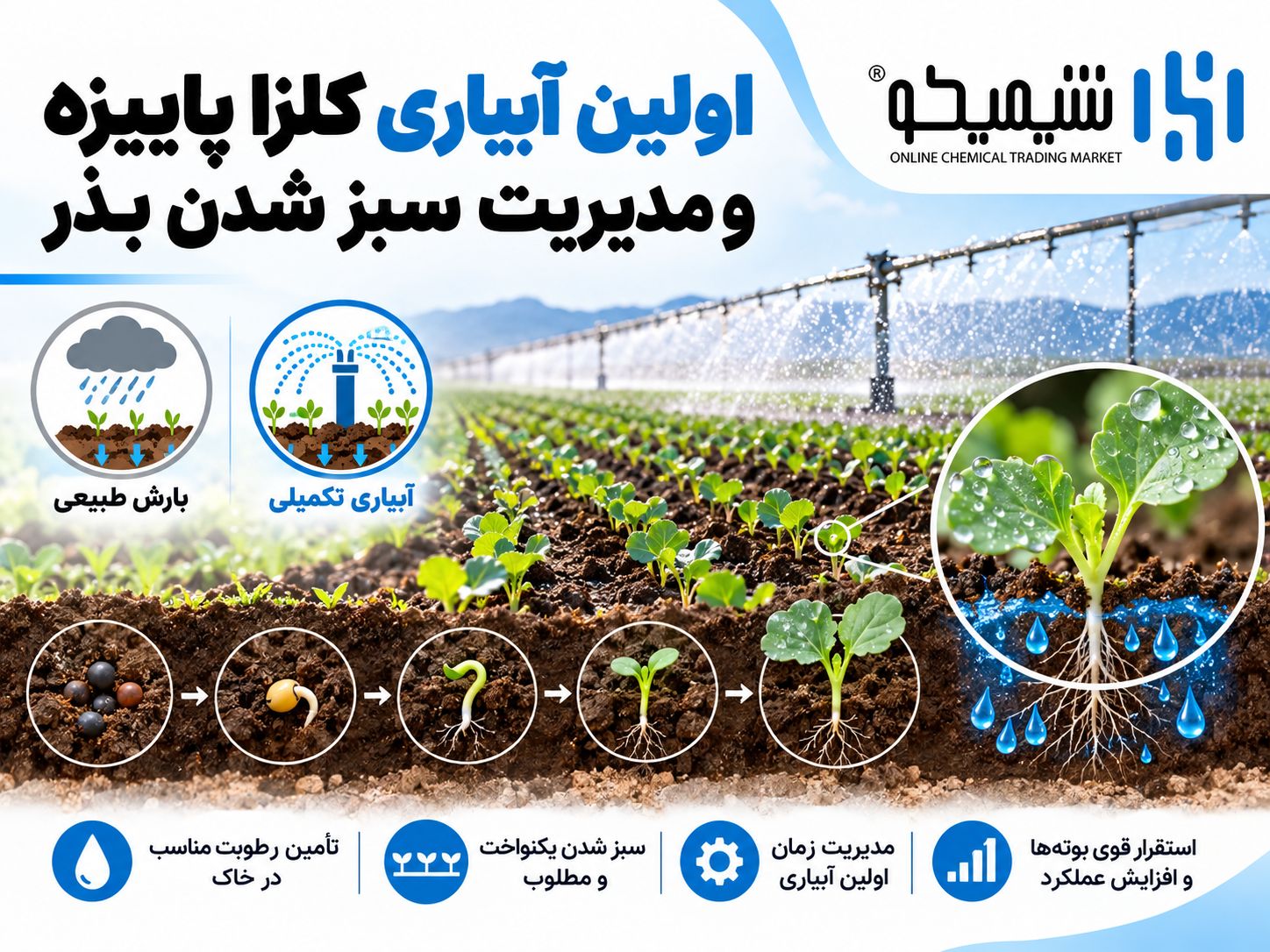 اولین آبیاری کلزا پاییزه و مدیریت سبز شدن بذر