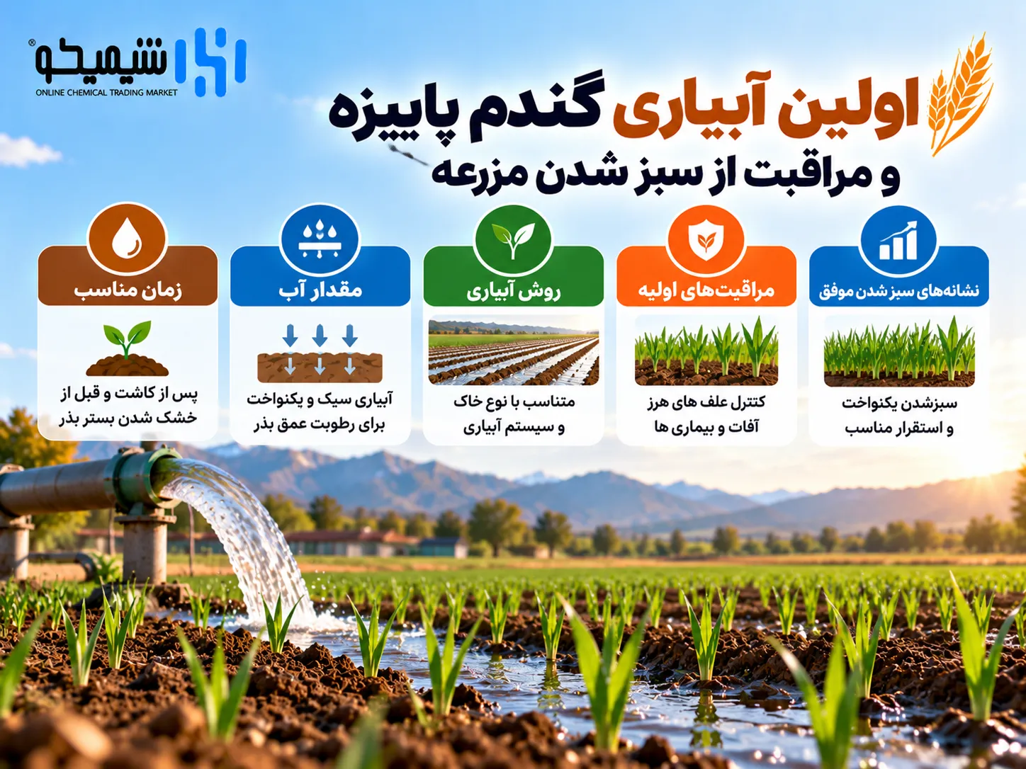 اولین آبیاری گندم پاییزه و مراقبت از سبز شدن مزرعه