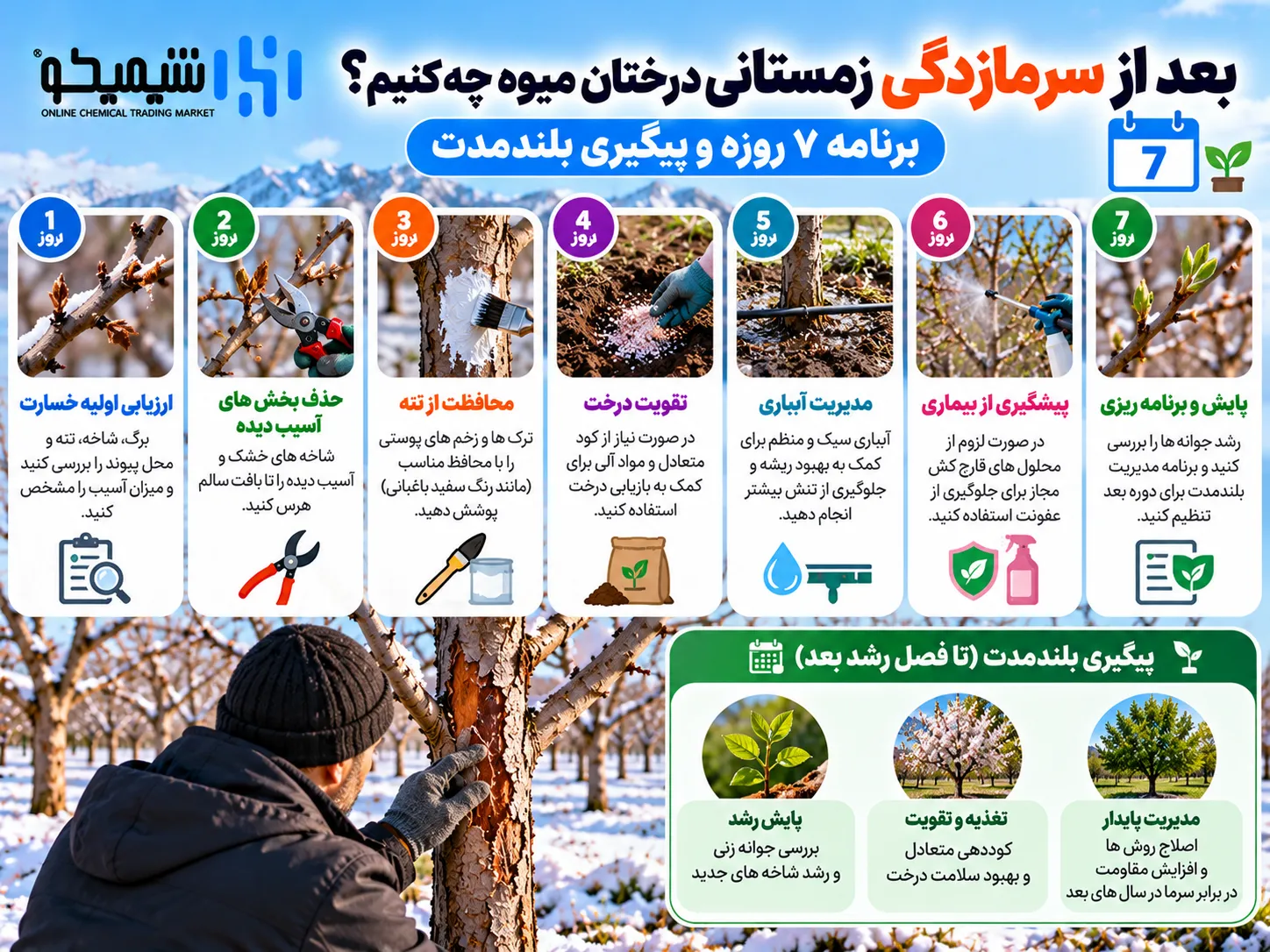 بعد از سرمازدگی زمستانی درختان میوه چه کنیم؟ برنامه ۷ روزه و پیگیری بلندمدت