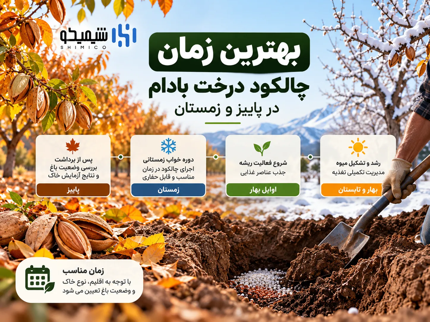 بهترین زمان چالکود درخت بادام در پاییز و زمستان