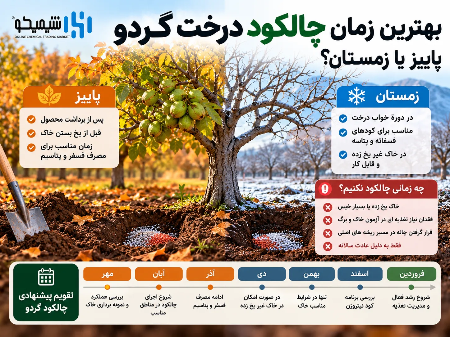 بهترین زمان چالکود درخت گردو؛ پاییز یا زمستان؟