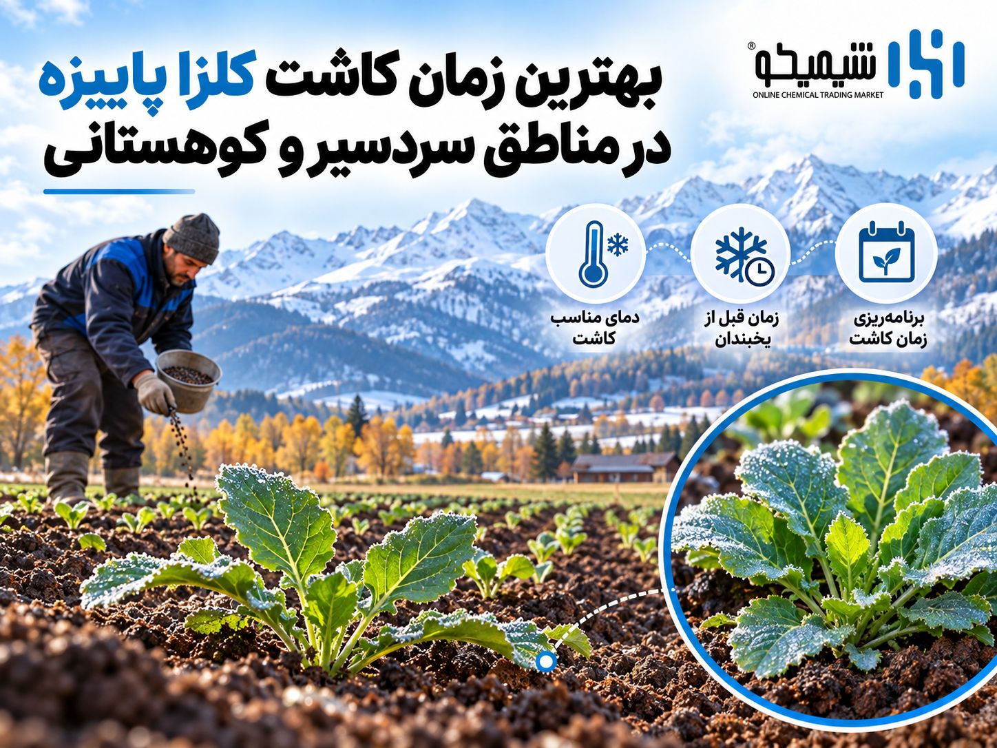 بهترین زمان کاشت کلزا پاییزه در مناطق سردسیر و کوهستانی