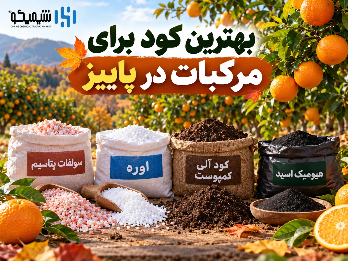 بهترین کود برای مرکبات در پاییز چیست؟ مقایسه پتاسیم، اوره و کود آلی