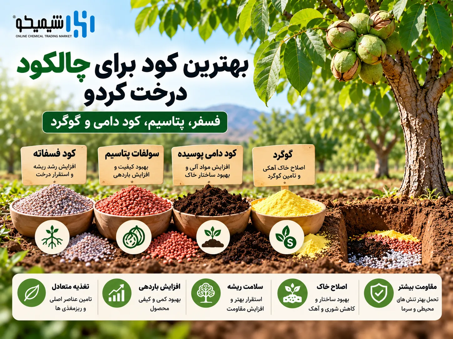 بهترین کود برای چالکود درخت گردو؛ فسفر، پتاسیم، کود دامی و گوگرد
