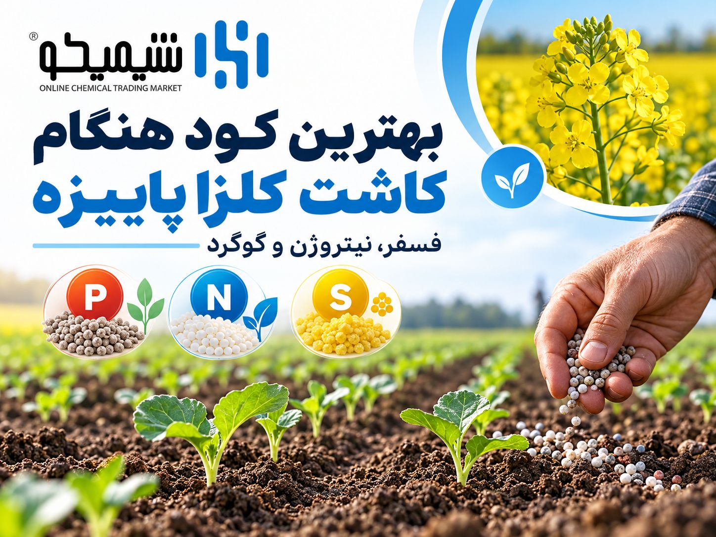 بهترین کود هنگام کاشت کلزا پاییزه؛ فسفر، نیتروژن و گوگرد