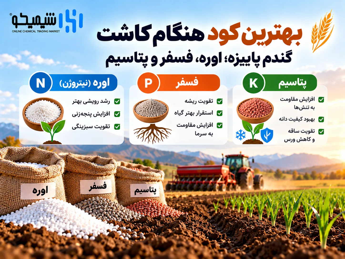 بهترین کود هنگام کاشت گندم پاییزه؛ اوره، فسفر و پتاسیم