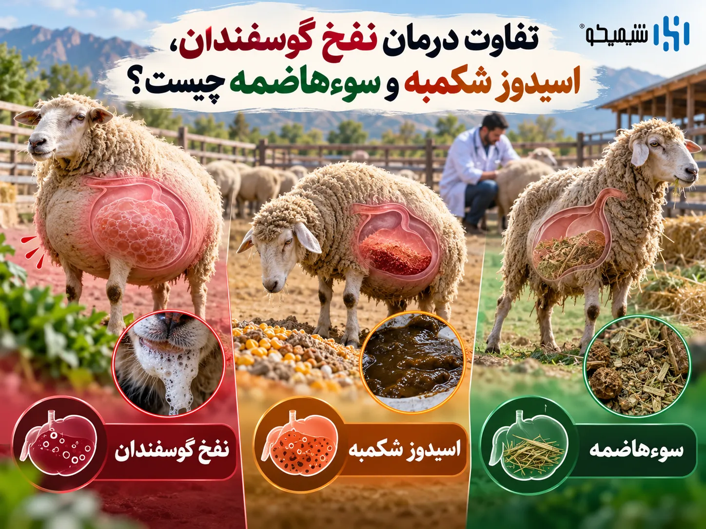 تفاوت درمان نفخ گوسفندان، اسیدوز شکمبه و سوءهاضمه چیست؟
