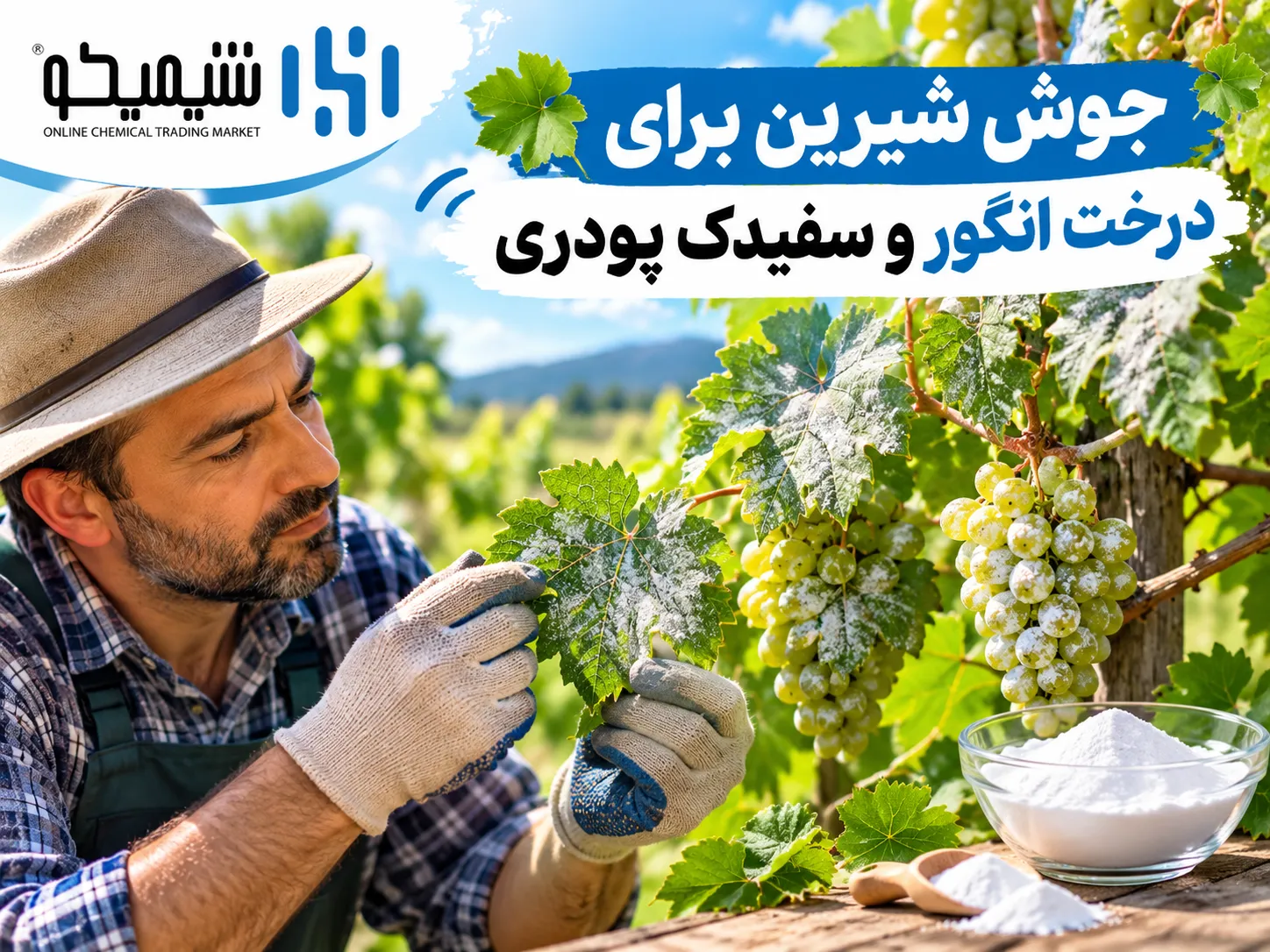 جوش شیرین برای درخت انگور و سفیدک پودری چه تاثیری دارد؟