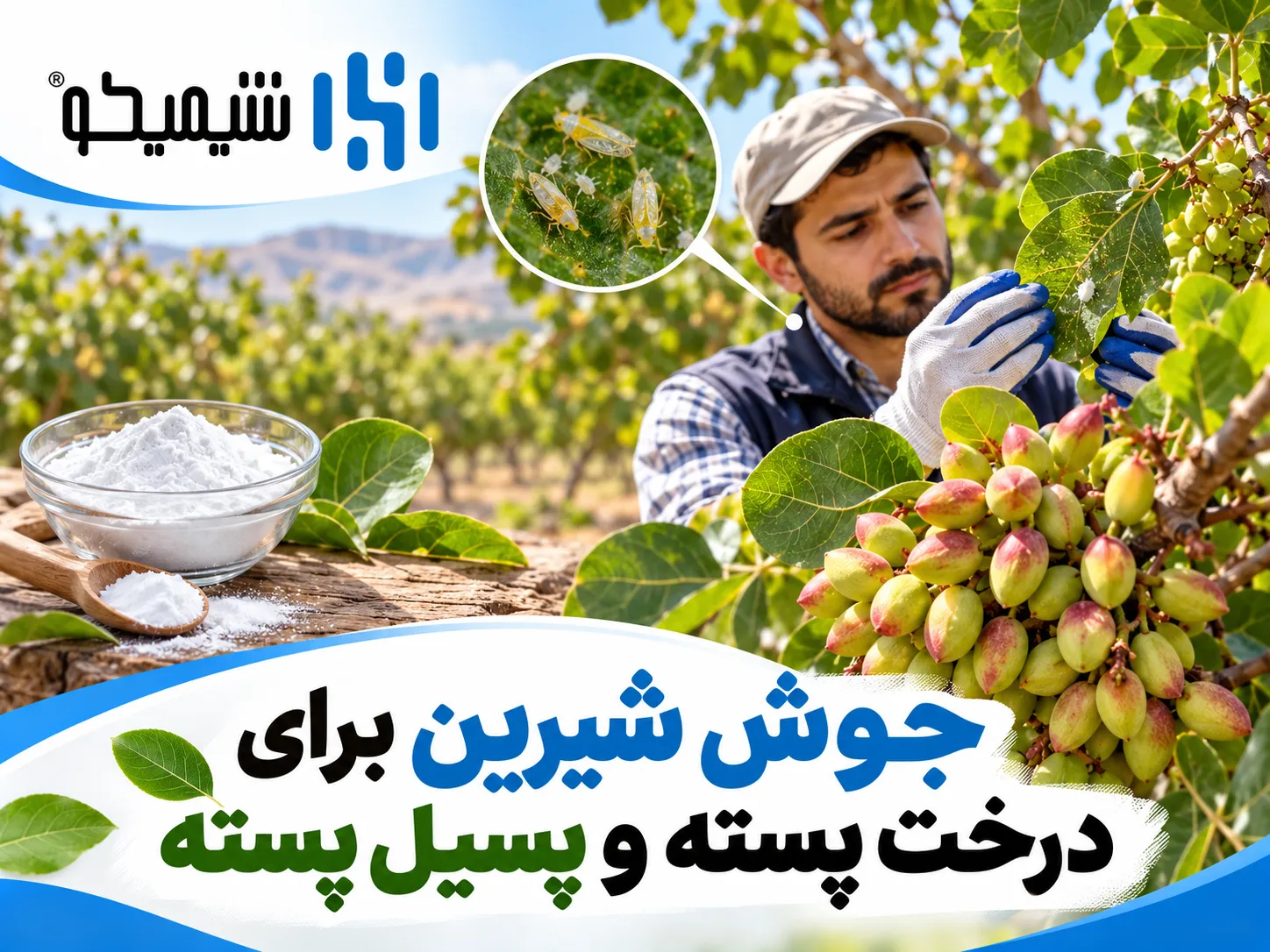 جوش شیرین برای درخت پسته و پسیل پسته چه کاربردی دارد؟