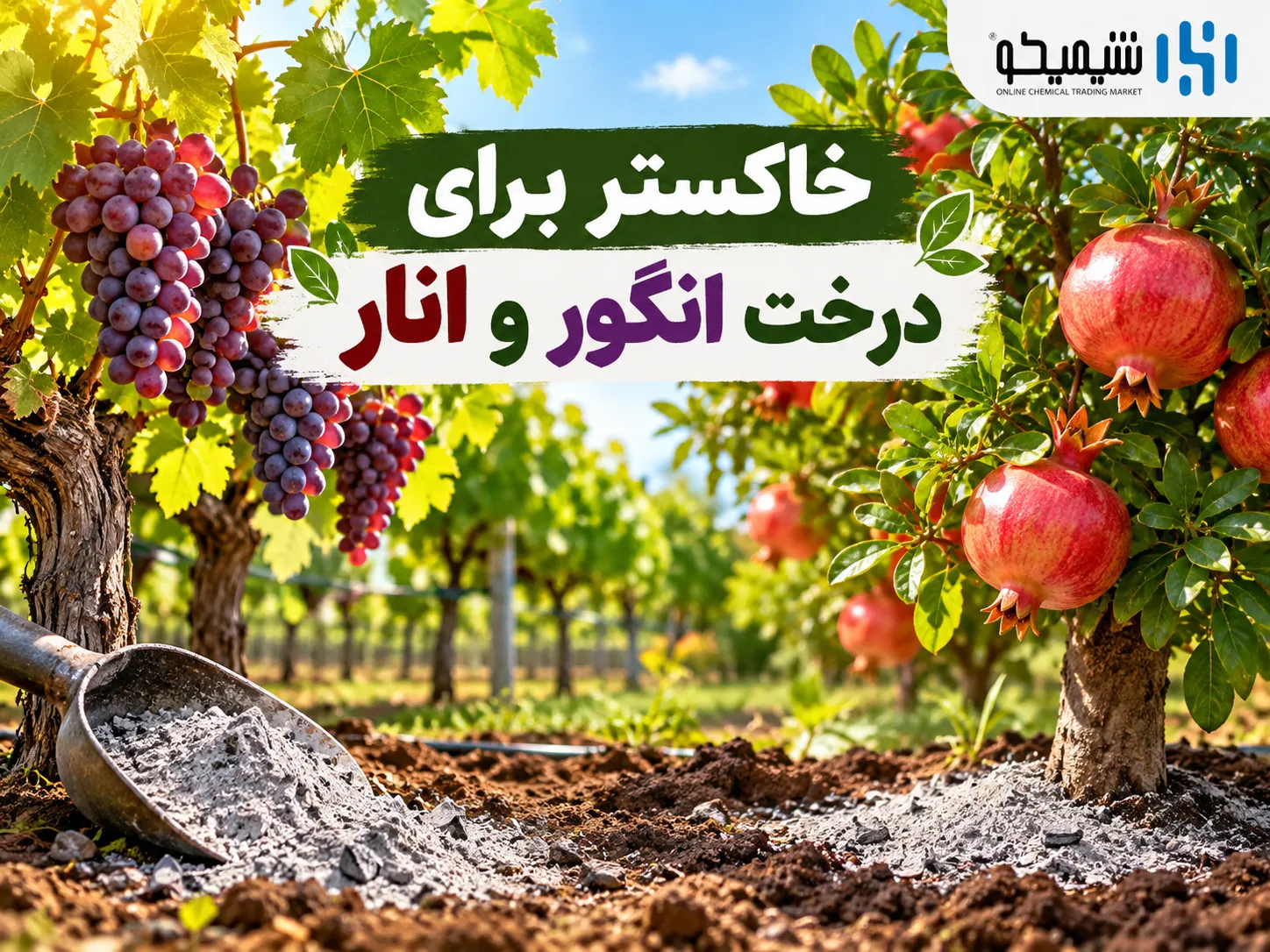خاکستر برای درخت انار؛ چه زمانی مفید و چه زمانی مضر است؟