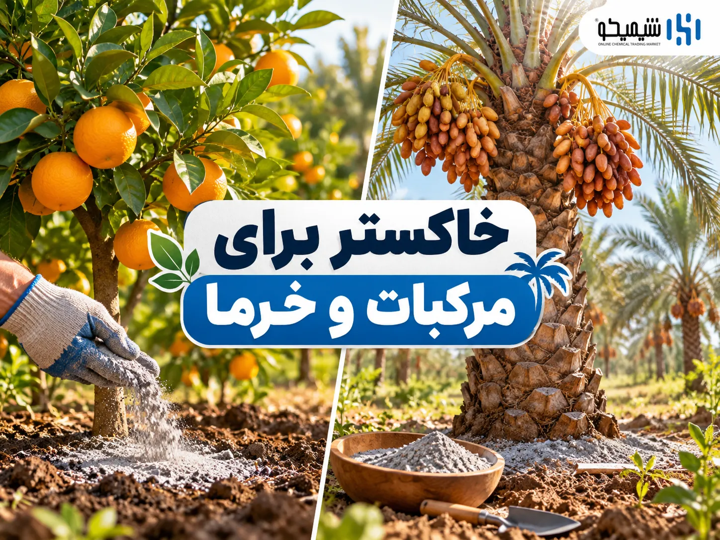 خاکستر برای درخت خرما و مرکبات؛ چرا باید بیشتر احتیاط کرد؟