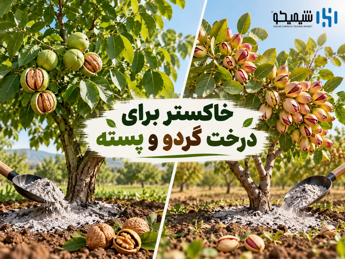 فواید خاکستر برای درخت پسته؛ آیا برای باغ پسته مناسب است؟