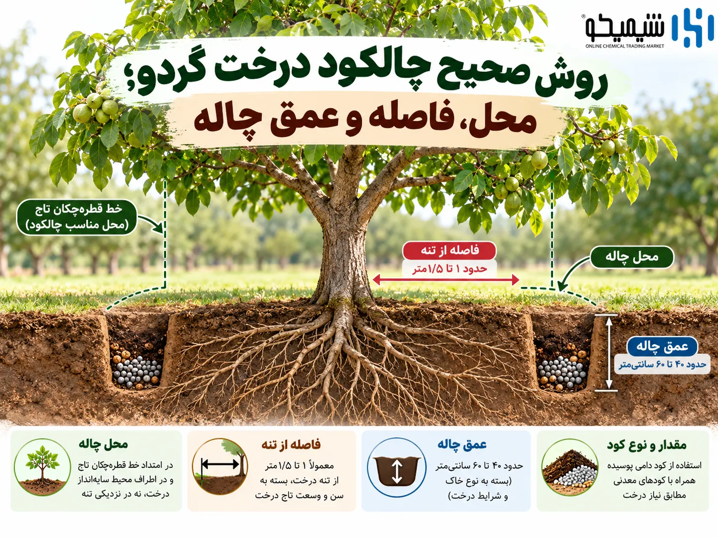 روش صحیح چالکود درخت گردو؛ محل، فاصله و عمق چاله