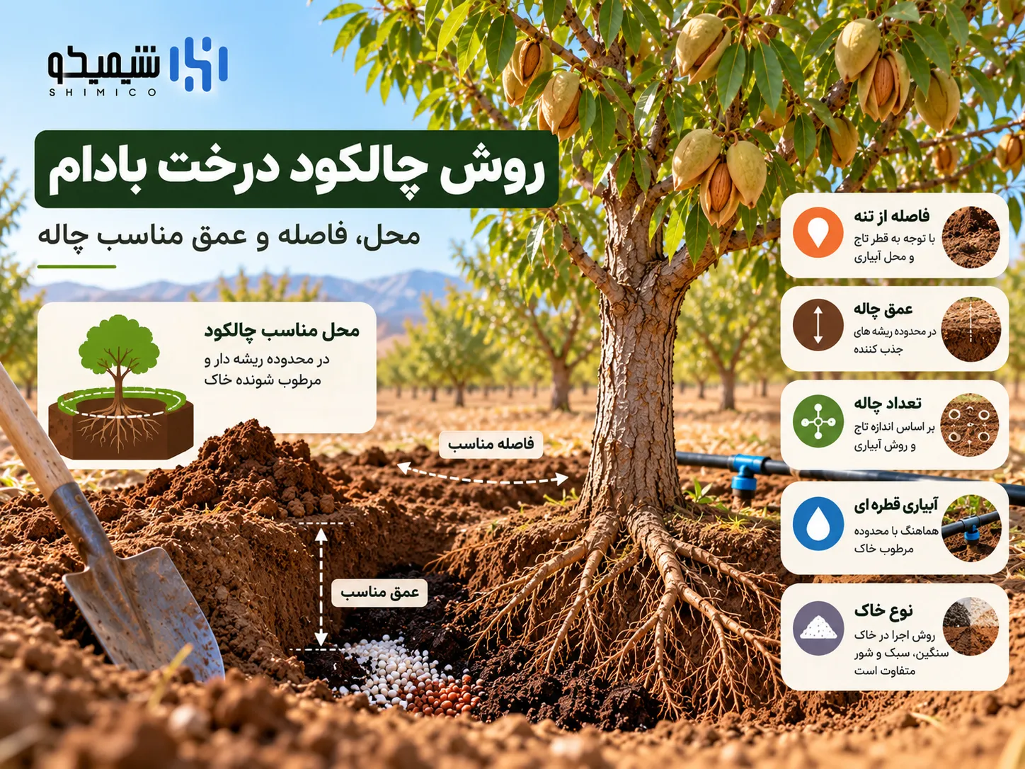 روش چالکود درخت بادام؛ محل، فاصله و عمق مناسب چاله