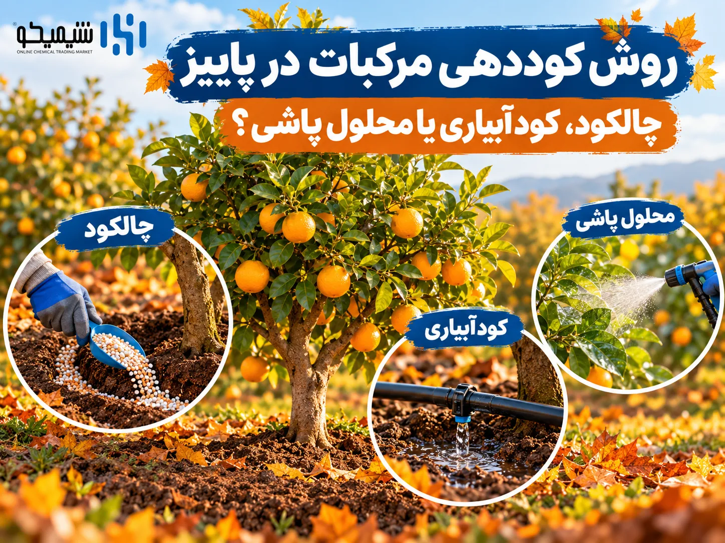 روش کوددهی مرکبات در پاییز؛ چالکود، کودآبیاری یا محلول پاشی؟