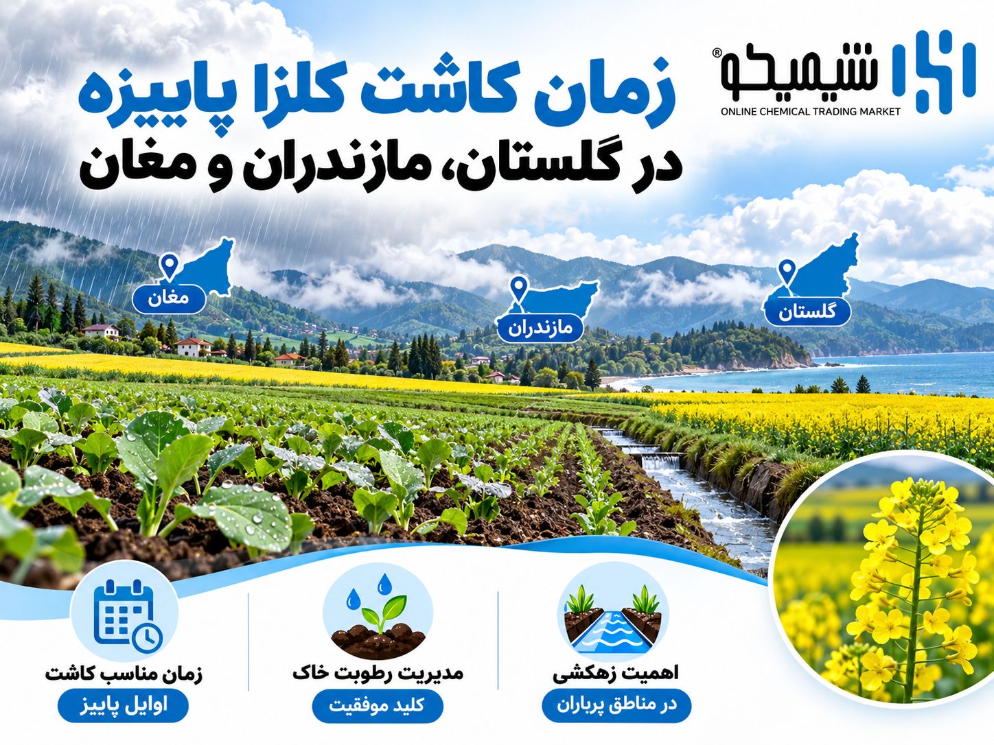 زمان کاشت کلزا در خوزستان، دزفول و مناطق گرم جنوبی