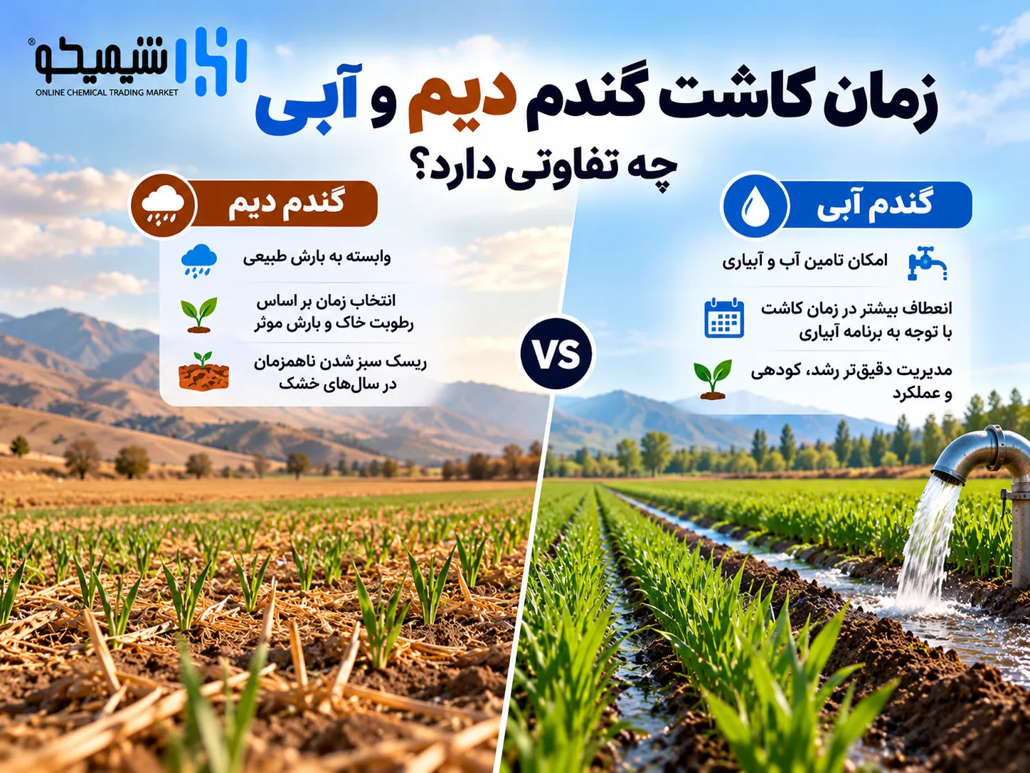 زمان کاشت گندم دیم و آبی چه تفاوتی دارد؟