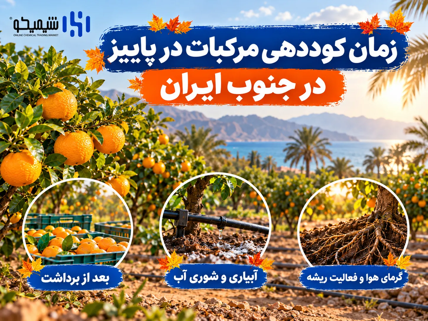 زمان کوددهی مرکبات در پاییز در جنوب ایران