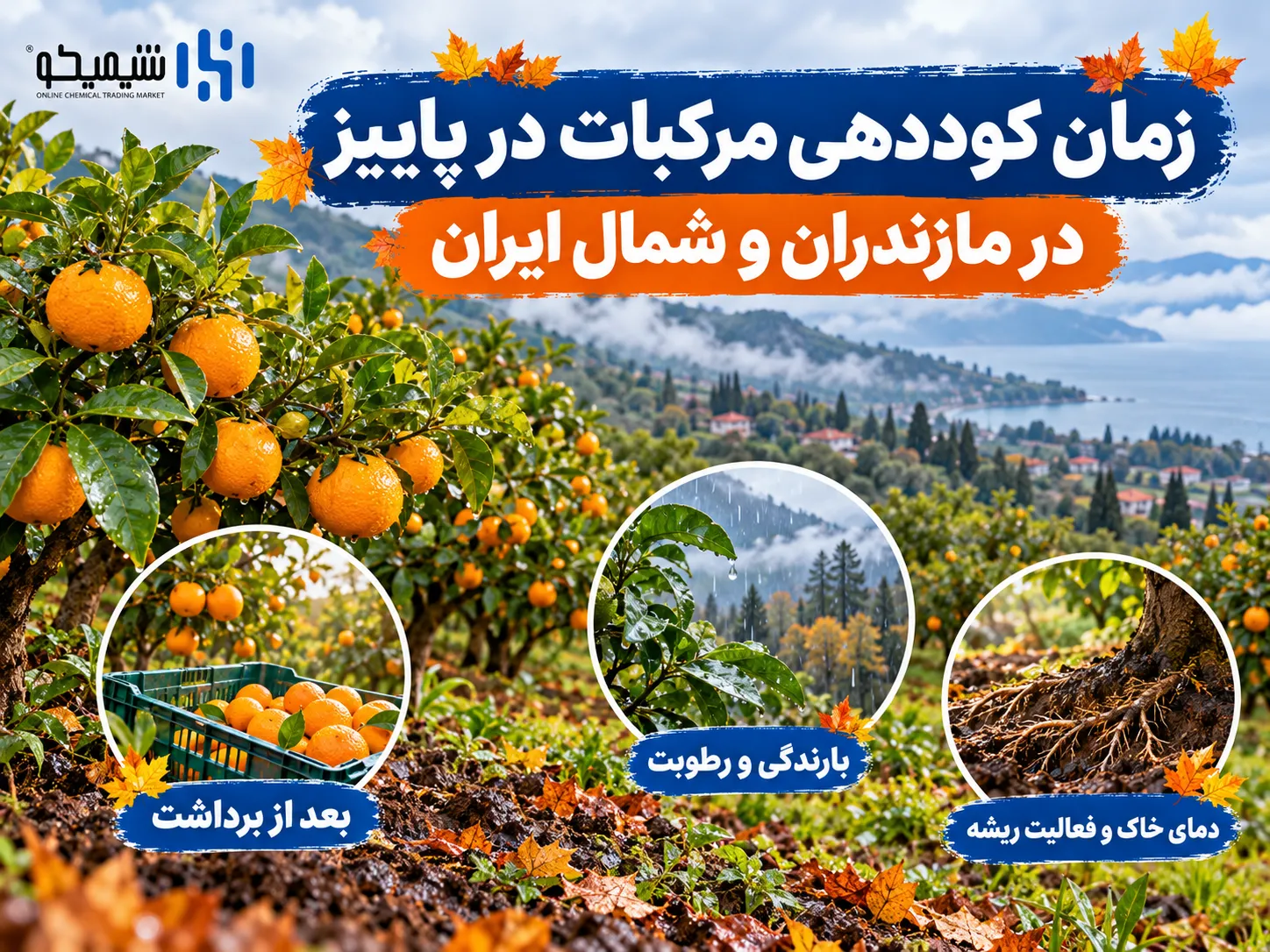 زمان کوددهی مرکبات در پاییز در مازندران و شمال ایران