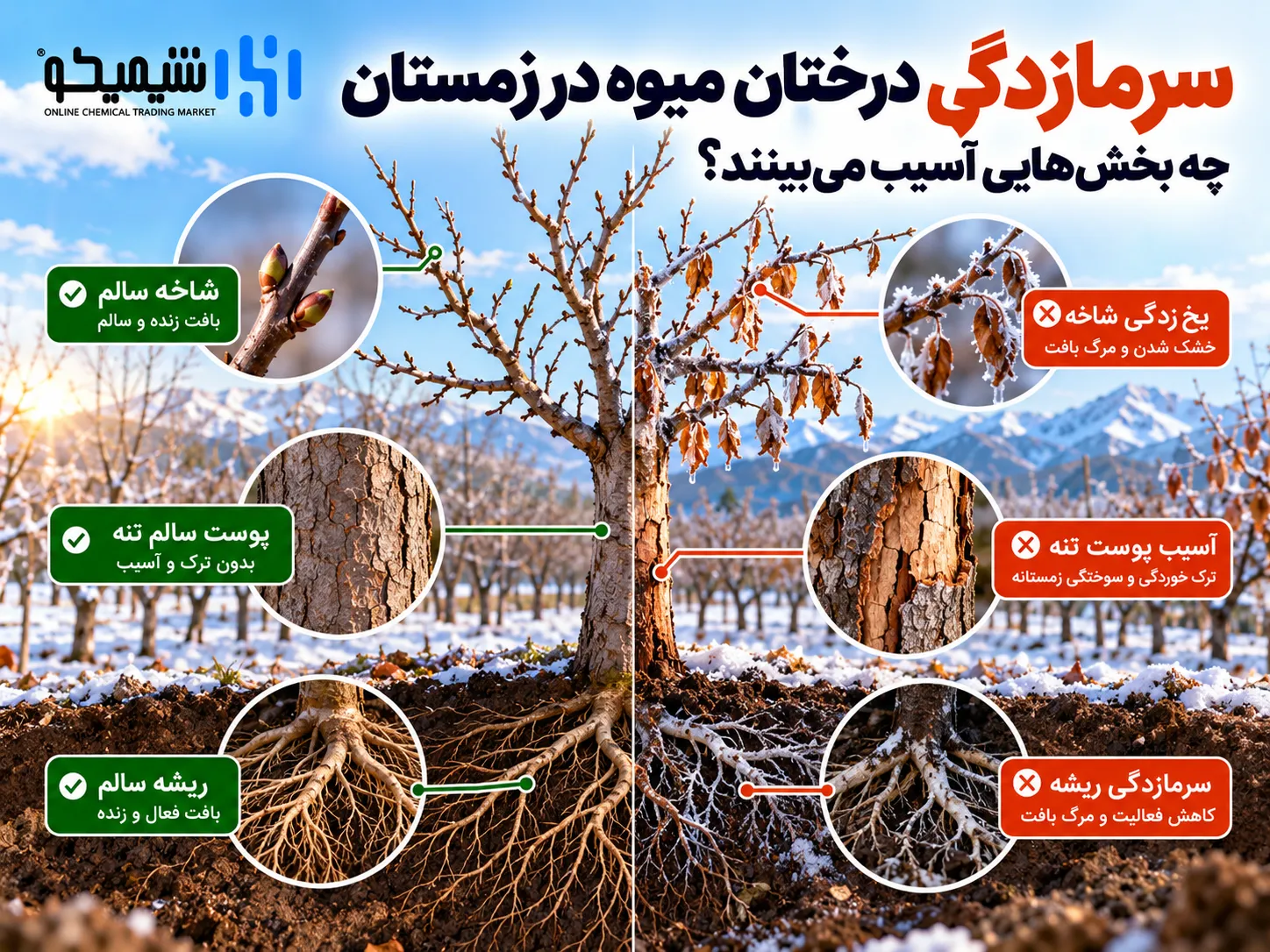 سرمازدگی درختان میوه در زمستان چیست و چه بخش هایی آسیب می بینند؟