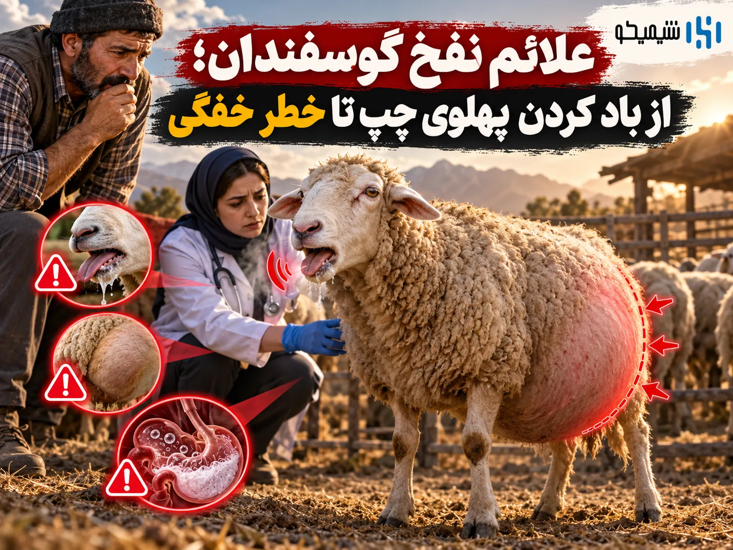 علائم نفخ گوسفندان؛ از باد کردن پهلوی چپ تا خطر خفگی