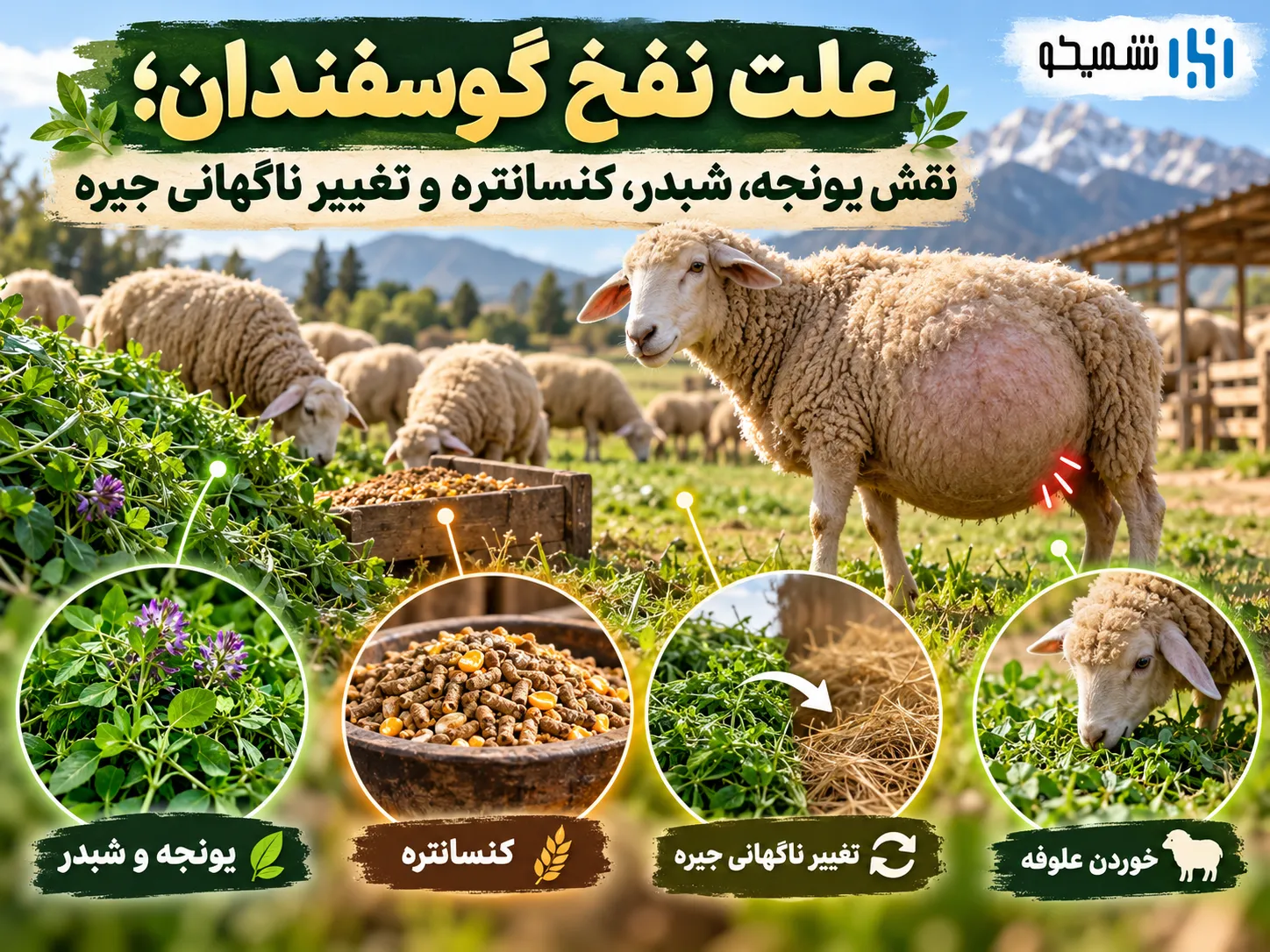 علت نفخ گوسفندان؛ نقش یونجه، شبدر، کنسانتره و تغییر ناگهانی جیره