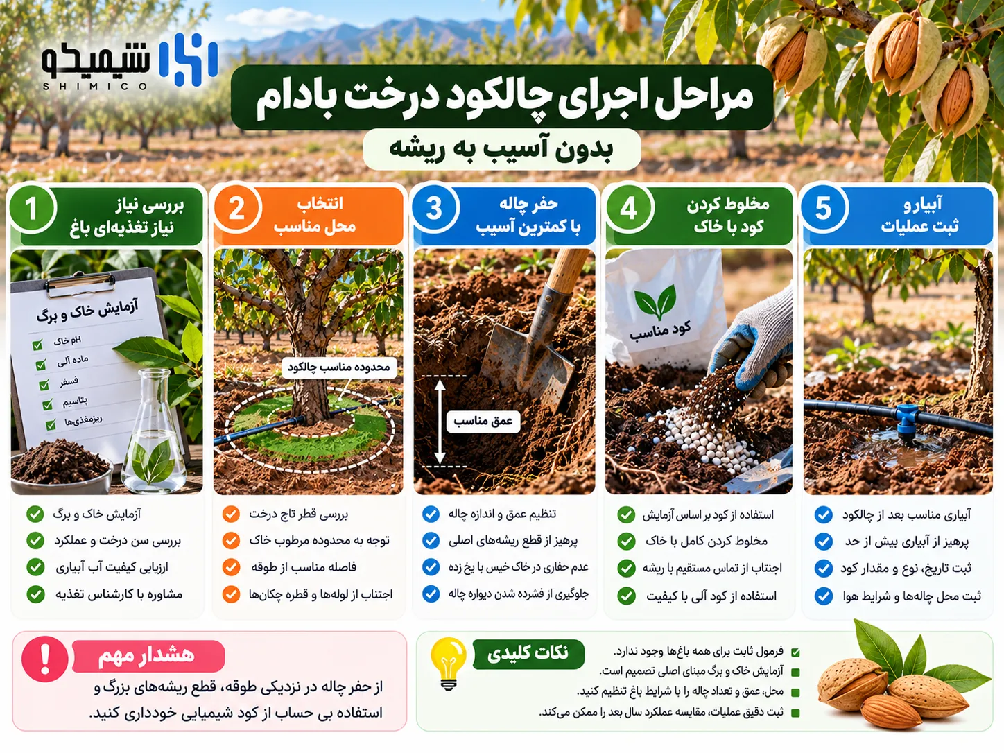 مراحل اجرای چالکود درخت بادام بدون آسیب به ریشه