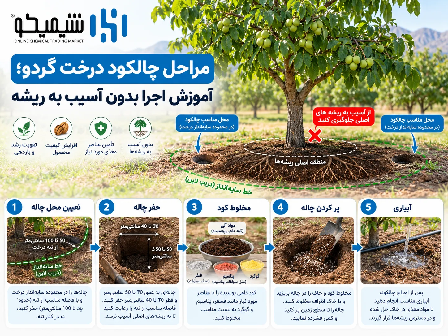 مراحل چالکود درخت گردو؛ آموزش اجرا بدون آسیب به ریشه