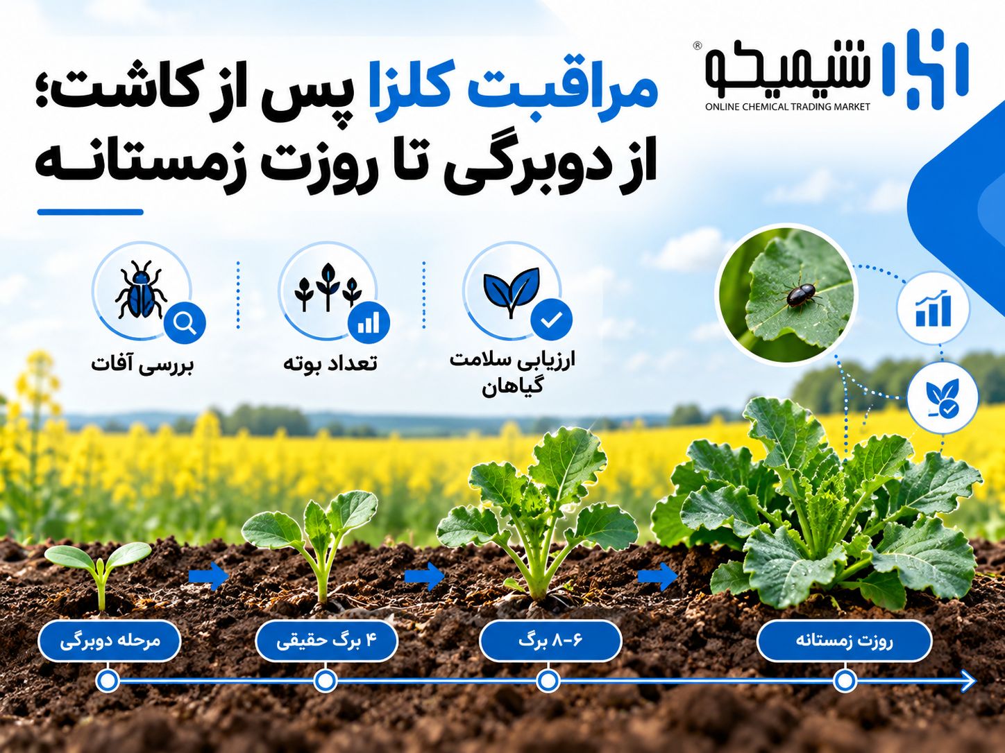 مراقبت کلزا پس از کاشت؛ از دوبرگی تا روزت زمستانه