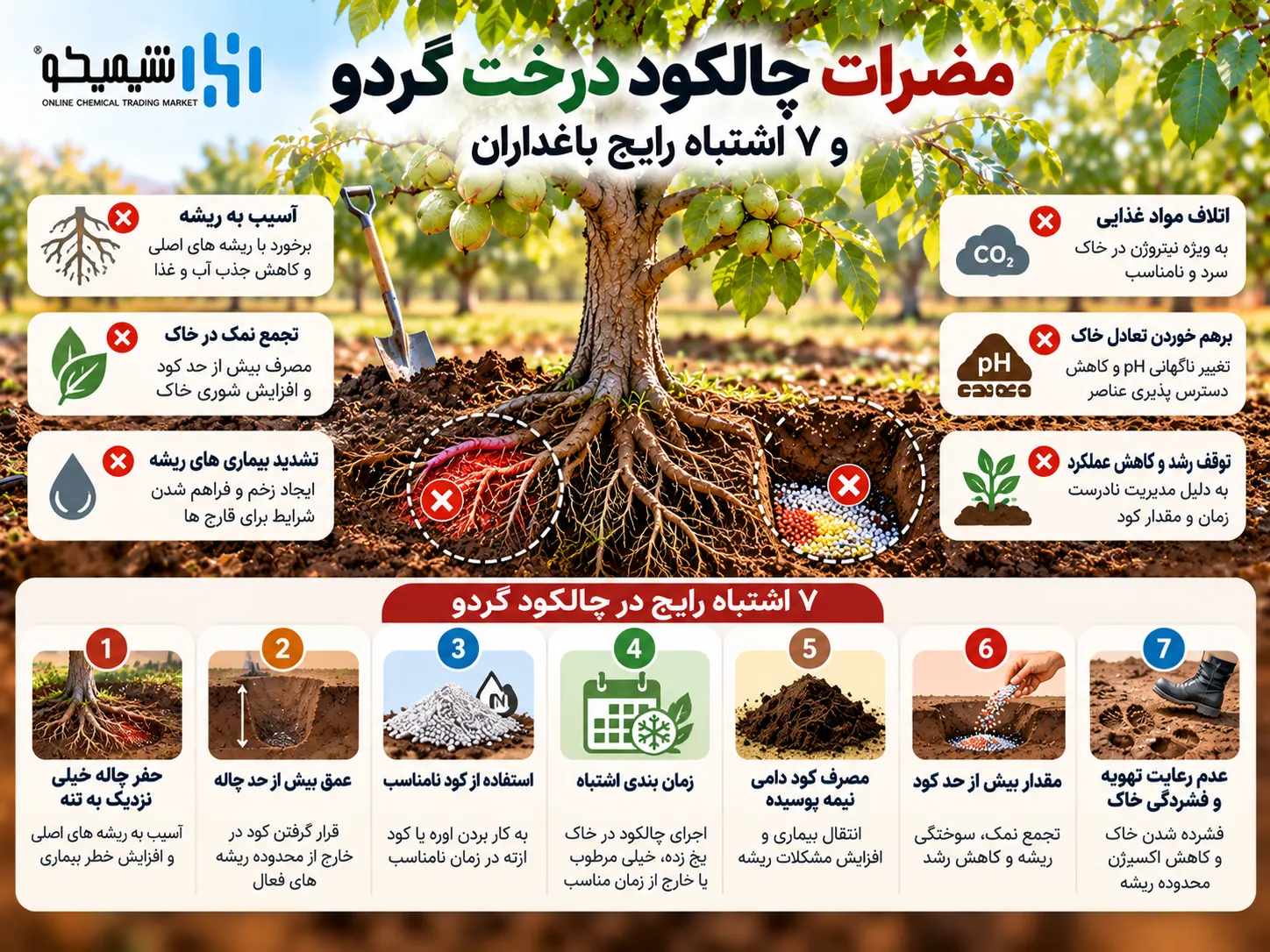 مضرات چالکود درخت گردو و ۷ اشتباه رایج باغداران