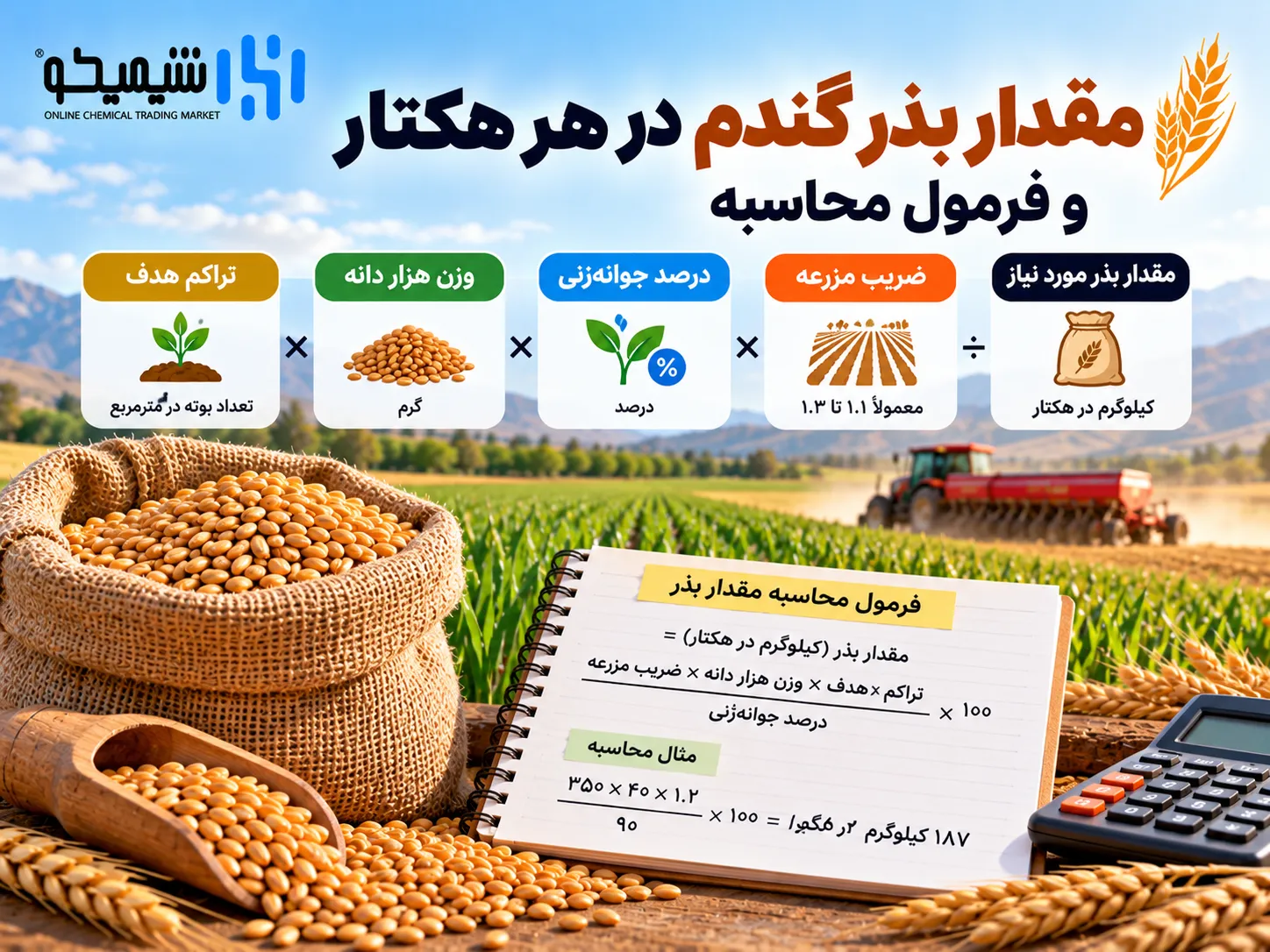 مقدار بذر گندم در هر هکتار و فرمول محاسبه