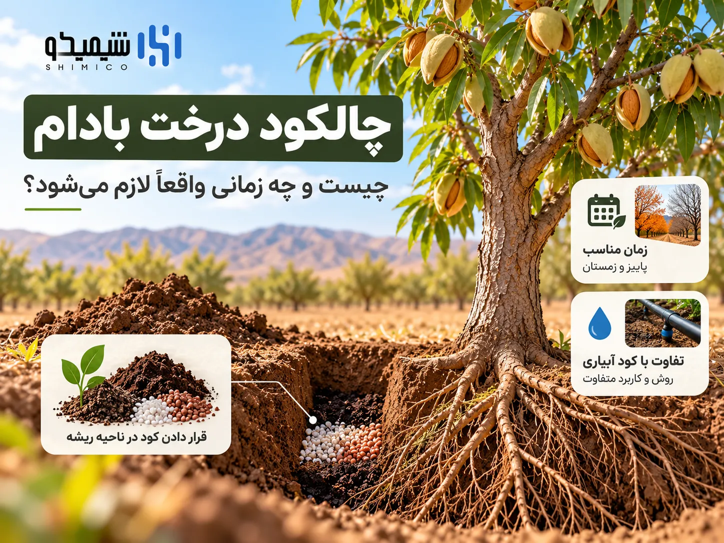 چالکود درخت بادام چیست و چه زمانی واقعاً لازم می شود؟