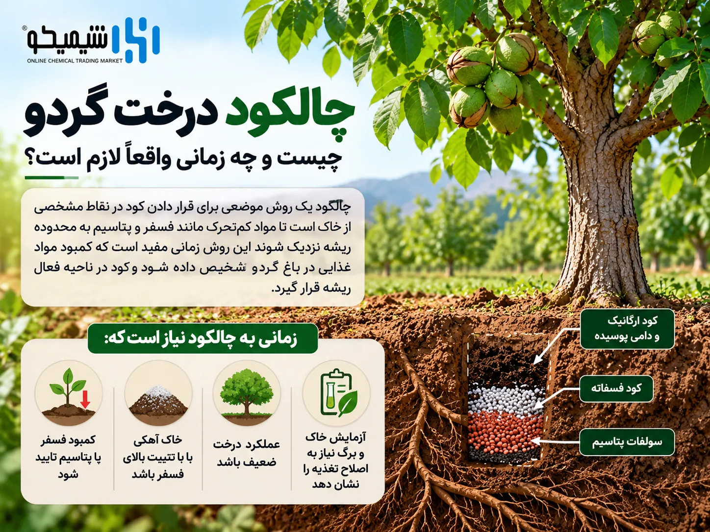 چالکود درخت گردو چیست و چه زمانی واقعا لازم است؟