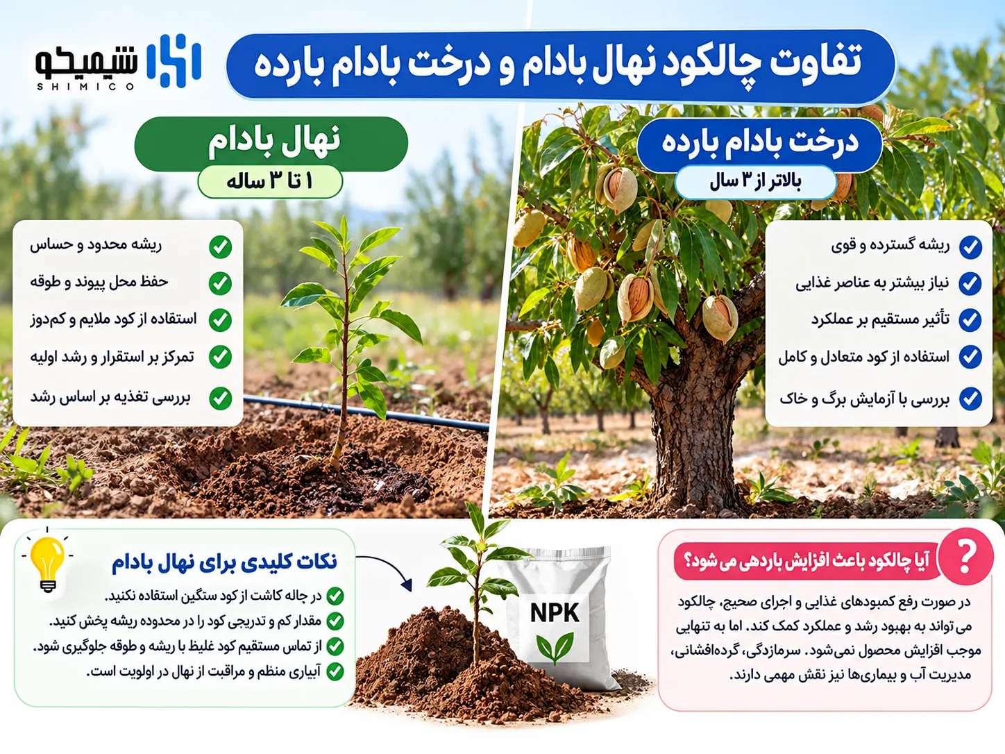 چالکود نهال بادام با چالکود درخت بادام بارده چه تفاوتی دارد؟