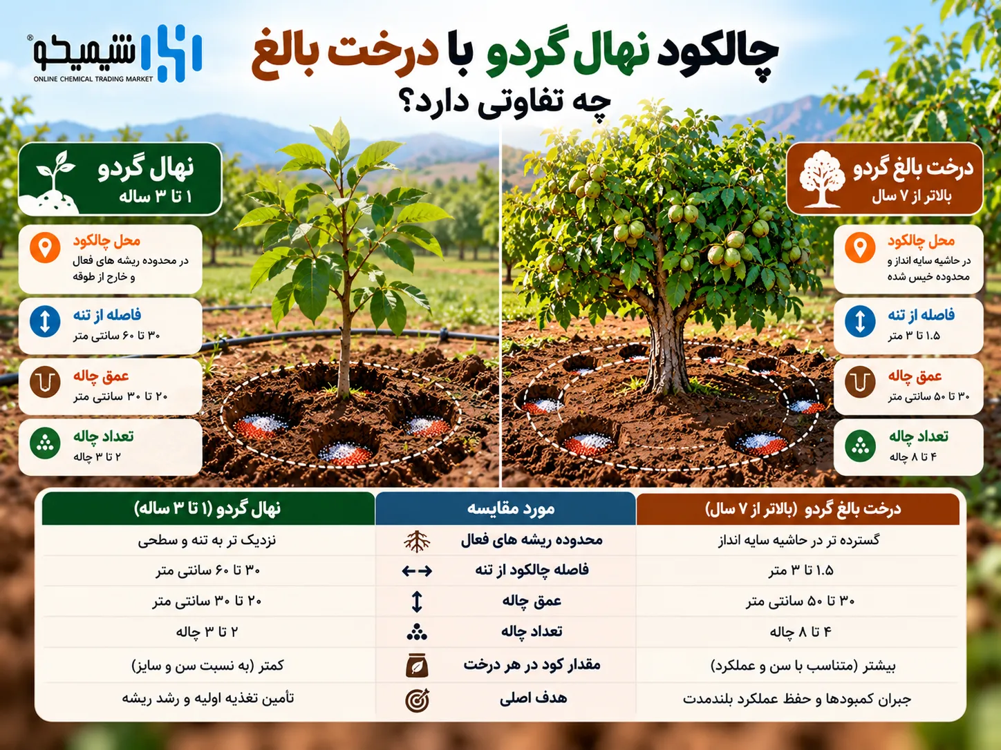 چالکود نهال گردو با درخت بالغ چه تفاوتی دارد؟