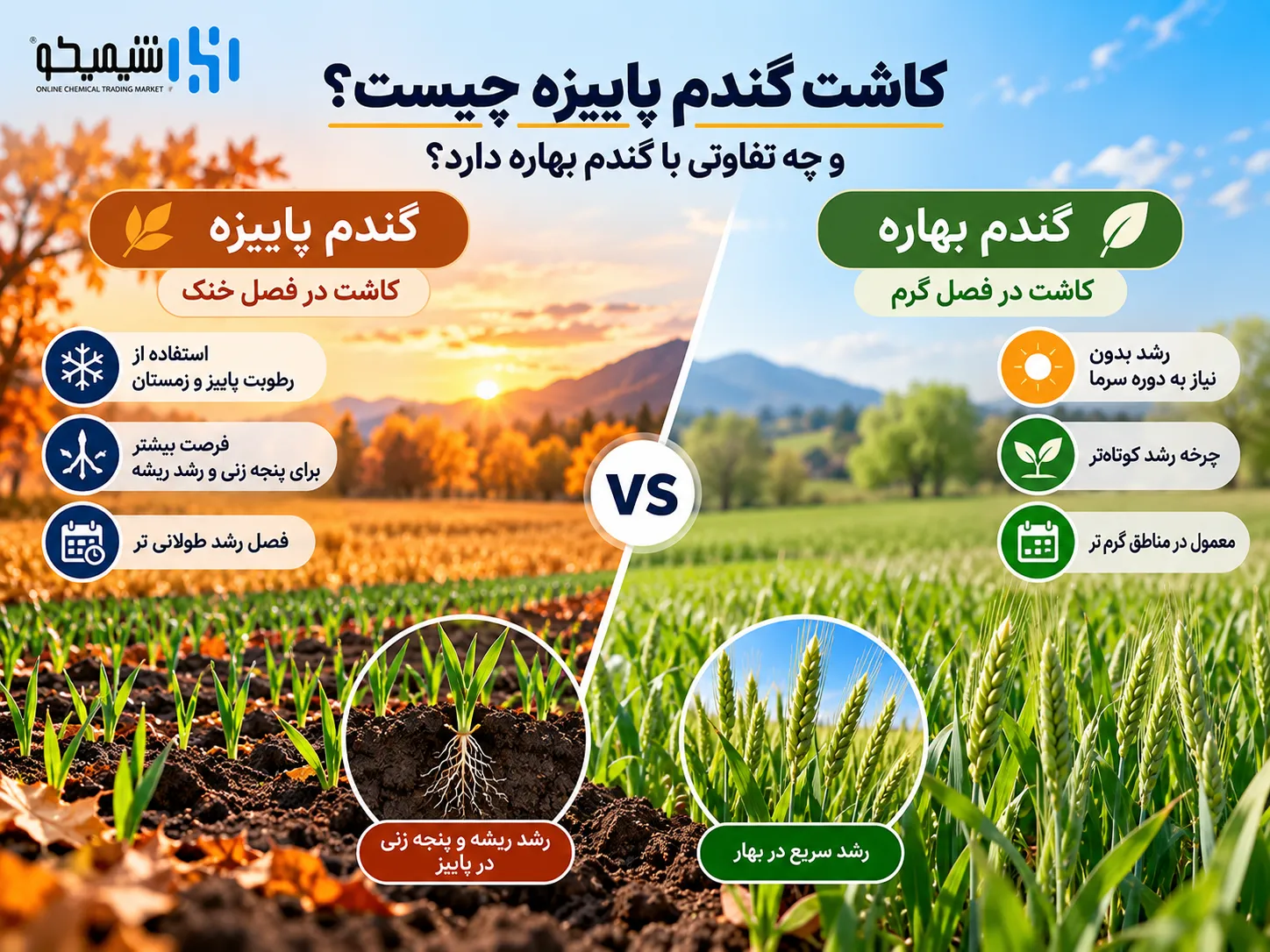 کاشت گندم پاییزه چیست و چه تفاوتی با گندم بهاره دارد؟